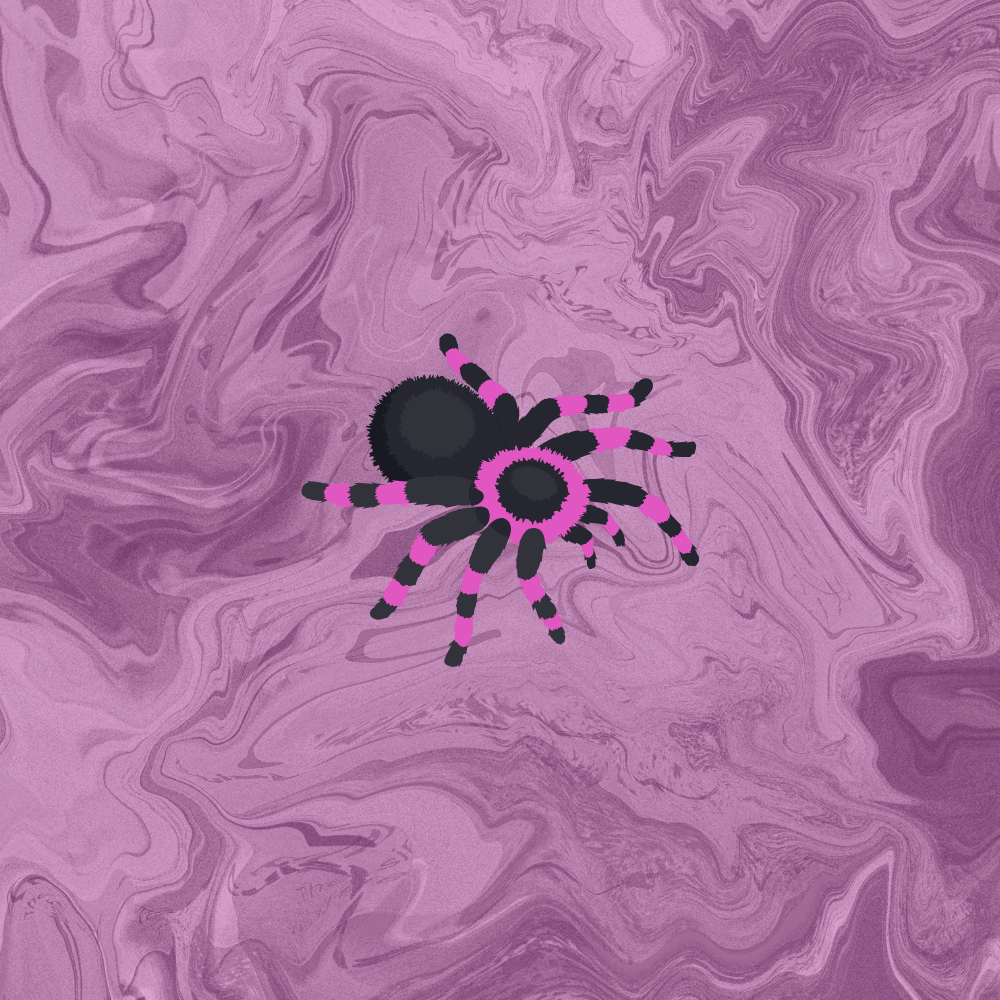 A pink and black spider on a pink background